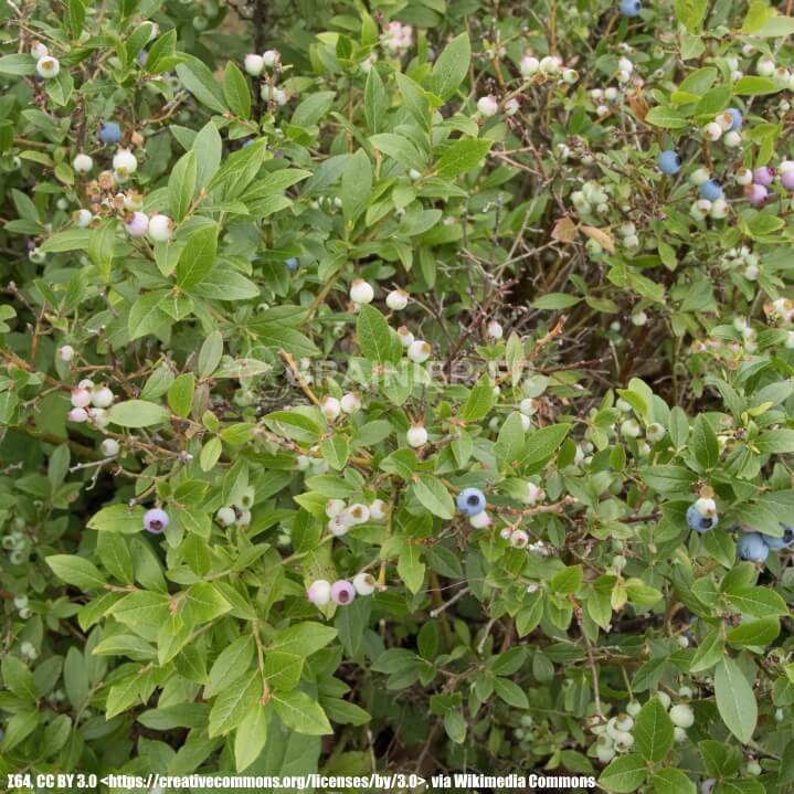 Blueberries with narrow leaves, narrow leaves area, Angustifolium Vaccinium image